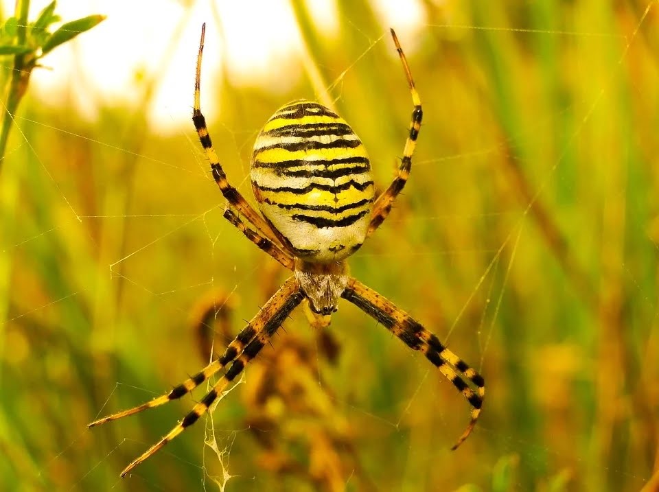 Tygrzyk paskowany. Kolorystyka pająka przypomina ubarwienie tygrysa