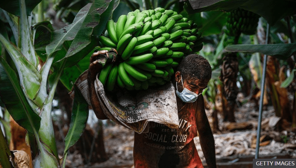 Rolnicy ratują zbiory bananów